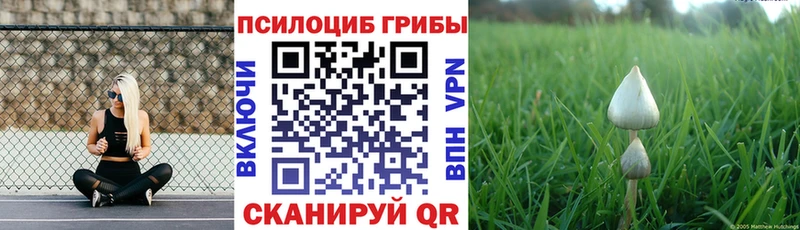 Псилоцибиновые грибы Psilocybe Железноводск